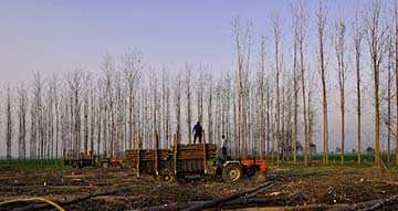 Betriebshaftpflicht Forstwirtschaft